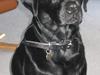 Labrador retriever Rollo