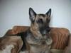Schæferhund Tinka(Død)