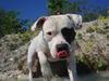 Amerikansk bulldog JASON R.I.P 4/4-14