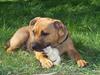 Staffordshire bull terrier Bella