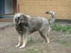 Sarplanina Beta Planinski Duh [ Himmelhund]