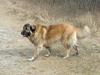 Kaukasisk ovtcharka Pli [ Himmelhund]
