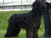 Briard Cody