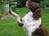 Engelsk springer spaniel Twister F.T. "R.I.P" [ Himmelhund]