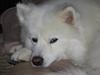 Samojedhund Enrico Of Buddha (RICKI)