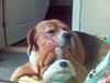 Beagle Molly Død 1/10-06 :(