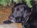 Labrador retriever Jensen