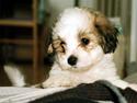 Coton de tulear Digo