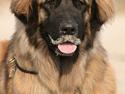 Leonberger Cara Cia.