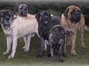Mastiff Millennium Mastiffs