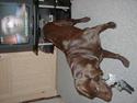 Labrador retriever Rolf