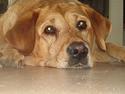 Labrador retriever Miko