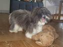 Coton de tulear Louis