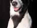 Blanding af racer Bella R.I.P.