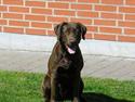 Labrador retriever Freja