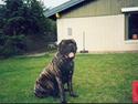 Mastiff Angus