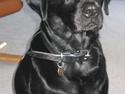 Labrador retriever Rollo