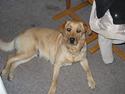 Labrador retriever Putte