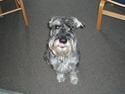Mellemschnauzer Ozzy ( * Januar 2003 - + August 2013)