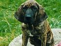 Fila brasileiro Garbosa De Los Tres Naran