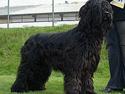 Briard Cody