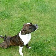 Staffordshire bull terrier Spike