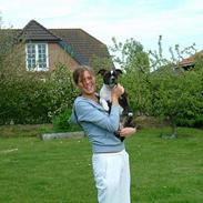 Staffordshire bull terrier Spike