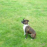 Staffordshire bull terrier Spike