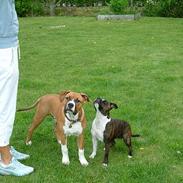 Staffordshire bull terrier Spike