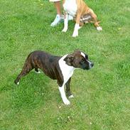 Staffordshire bull terrier Spike