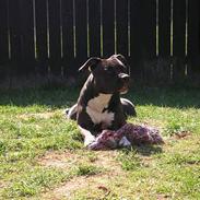 Amerikansk staffordshire terrier Brava