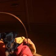 Dvaergpinscher Ninja