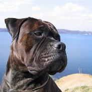 Bullmastiff Attollo