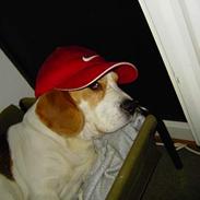 Beagle Gangster Gipsy " Samson"