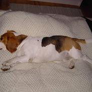 Beagle Gangster Gipsy " Samson"