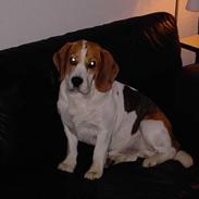 Beagle Gangster Gipsy " Samson"