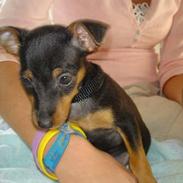 Blanding af racer Toula