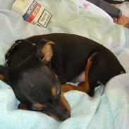 Blanding af racer Toula