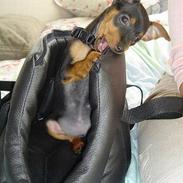 Blanding af racer Toula