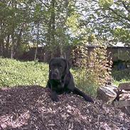 Labrador retriever Buddy