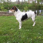 Jack russell terrier fifi