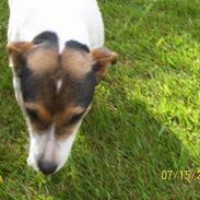 Jack russell terrier fifi