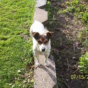 Jack russell terrier fifi