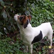 Jack russell terrier fifi