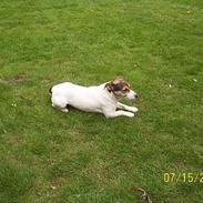 Jack russell terrier fifi