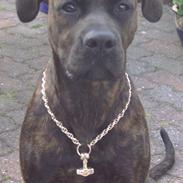 Amerikansk staffordshire terrier Jackie Brown R.I.P