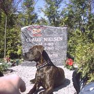 Amerikansk staffordshire terrier Jackie Brown R.I.P