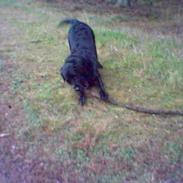 Labrador retriever Jensen