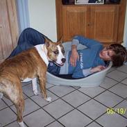 Amerikansk staffordshire terrier Bess