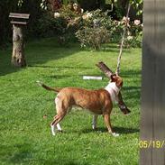 Amerikansk staffordshire terrier Bess